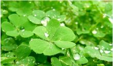 生命中的四叶草