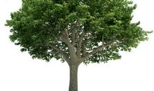 我是一棵小杨树