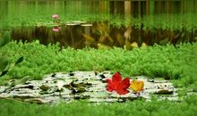 冬日里的一场绿