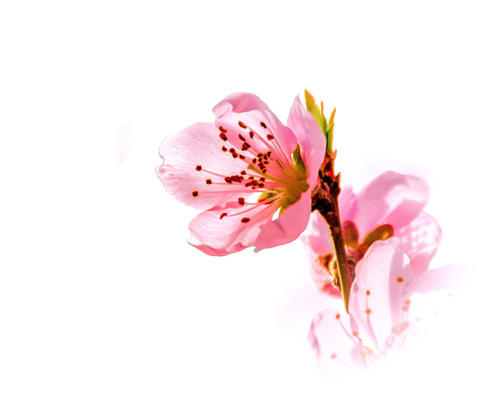 我想成为桃花