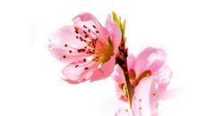 我想成为一枝桃花