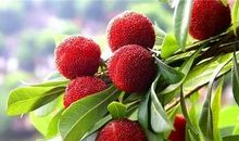 杨梅之乡——余姚