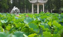 美丽的蛟山公园