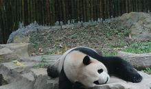 妙趣横生的花果山