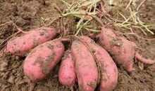 我发现了红薯的秘密