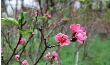 假如我是一株桃树