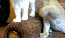 与我形影不离的猫咪