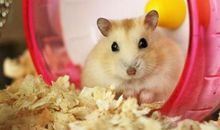 我家的小仓鼠作文400字