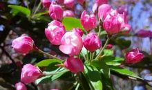 我眼中的灵宝苹果花