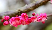 发现梅花之美