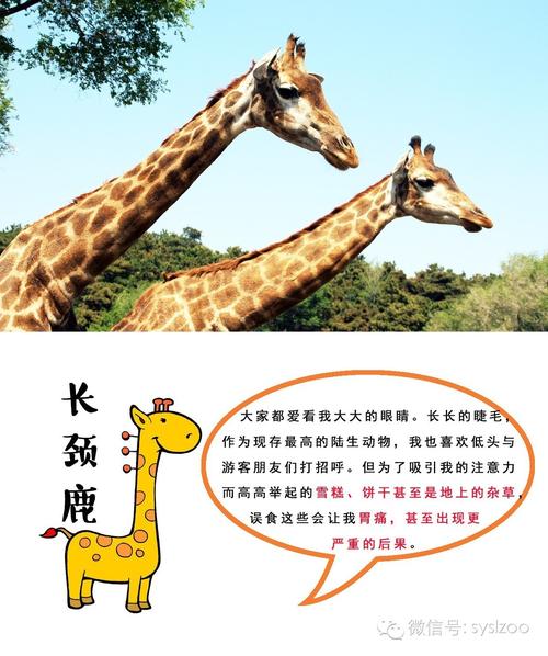 保护动物始于我
