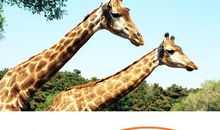 保护动物从我做起