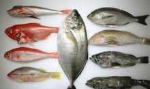 第一次当鱼医生