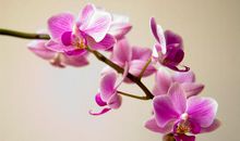 蝴蝶兰观察日记