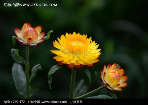 盛开的鲜花