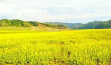 我的朋友——千