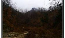 我的“驴友”桐桐