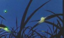 读《再见，萤火虫》有感