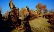 震撼我心灵的胡杨