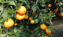 我爱家乡的柑桔