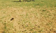 自由的草原——内蒙古