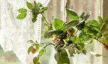 心中有扇明亮的窗