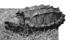 “暴力”的乌龟“夫妻”