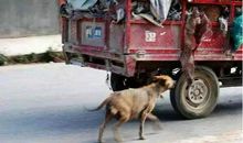 当我看到那流浪狗