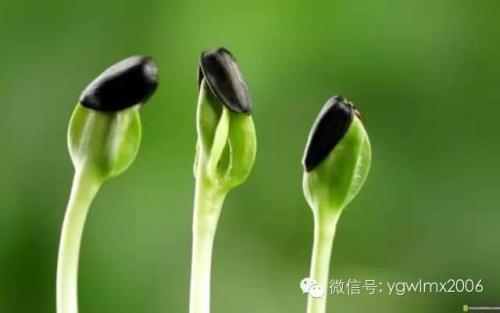生命持久