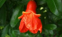 外公，石榴花开了