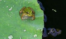 舌尖上的“小青蛙”