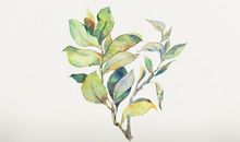 千奇百怪的树叶