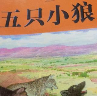 看完《五只小狼》