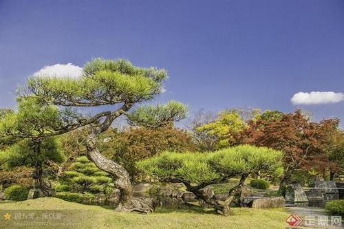 花园里的松树
