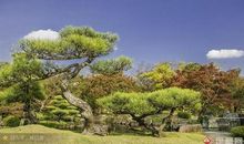 花园里的松树