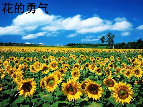 勇敢的“花”