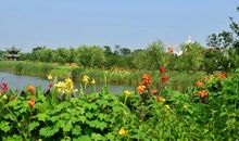 美丽的海上花田