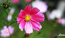 静听花开的声音