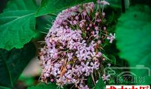 掌声中盛开的花