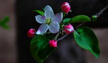 最美家乡苹果花