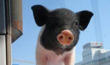 我是一只小香猪