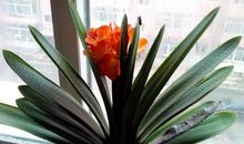 窗台上的君子兰