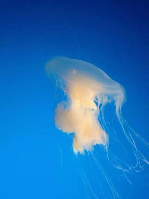 您影响流的感觉