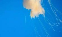 溪流你牵动了情思