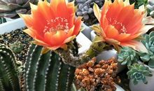 换一种初三生活