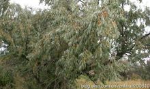 奶奶家的沙枣树