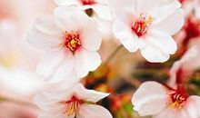 为他人开一朵绚丽的花儿