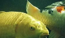 我家可爱的锦鲤