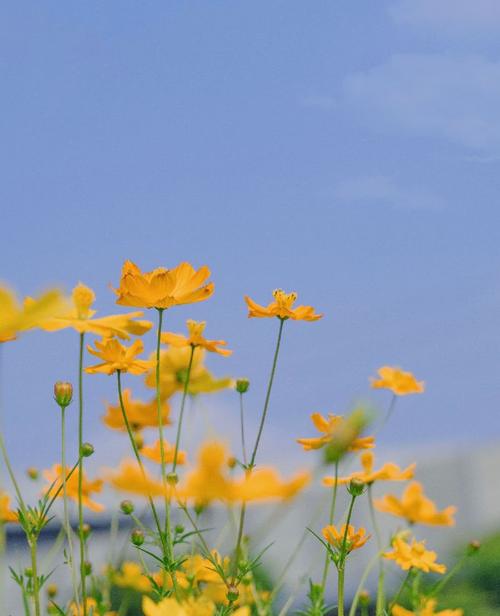 花开得很美