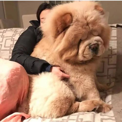 年轻的时候在家的小狗